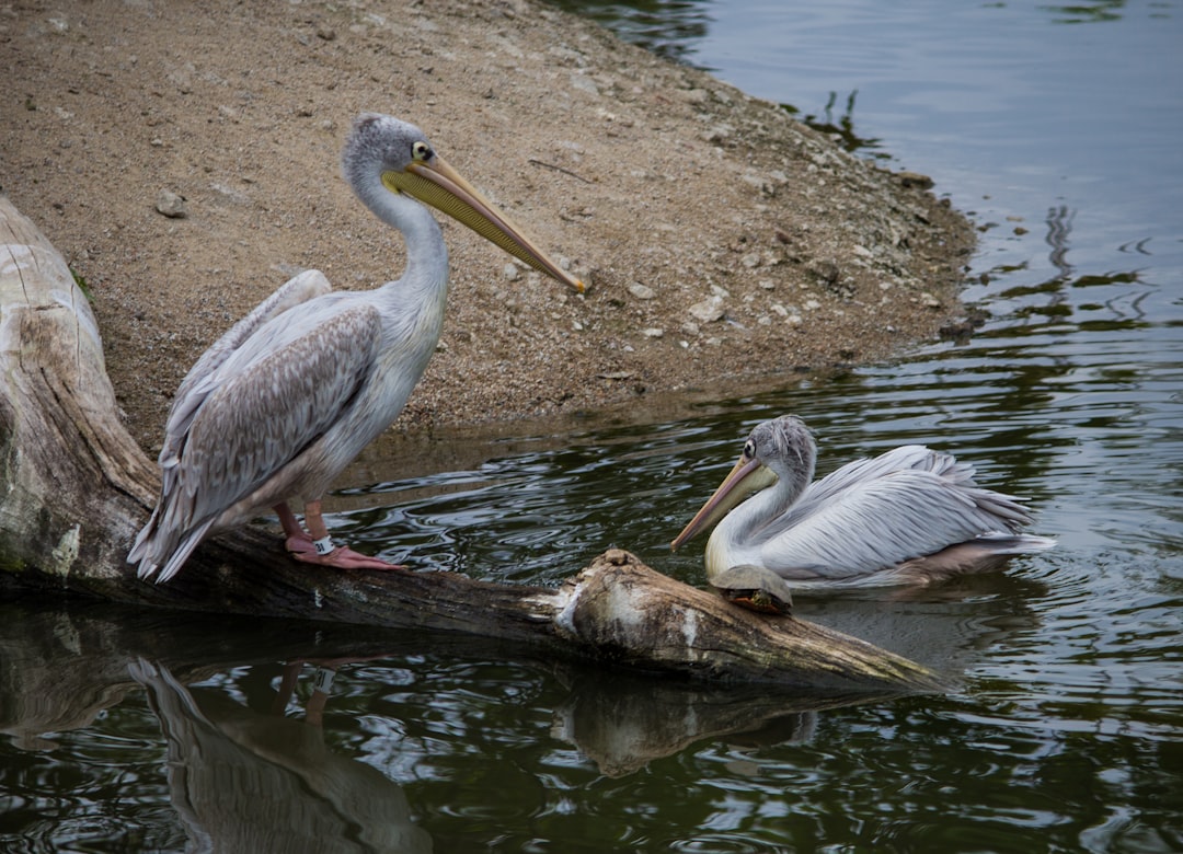 two white pelicans at shore