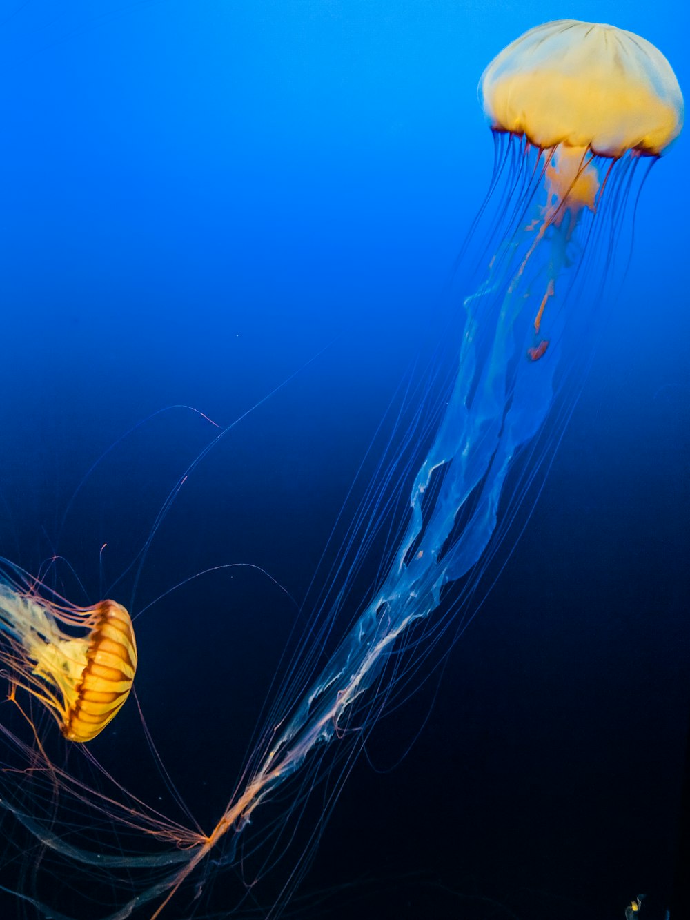 two jellyfishes underwater