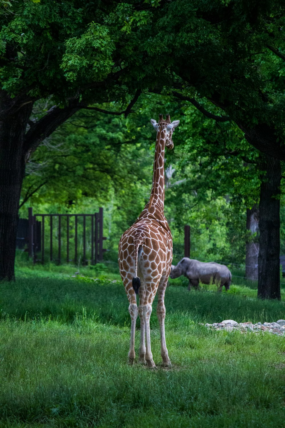 giraffe in front of rhino