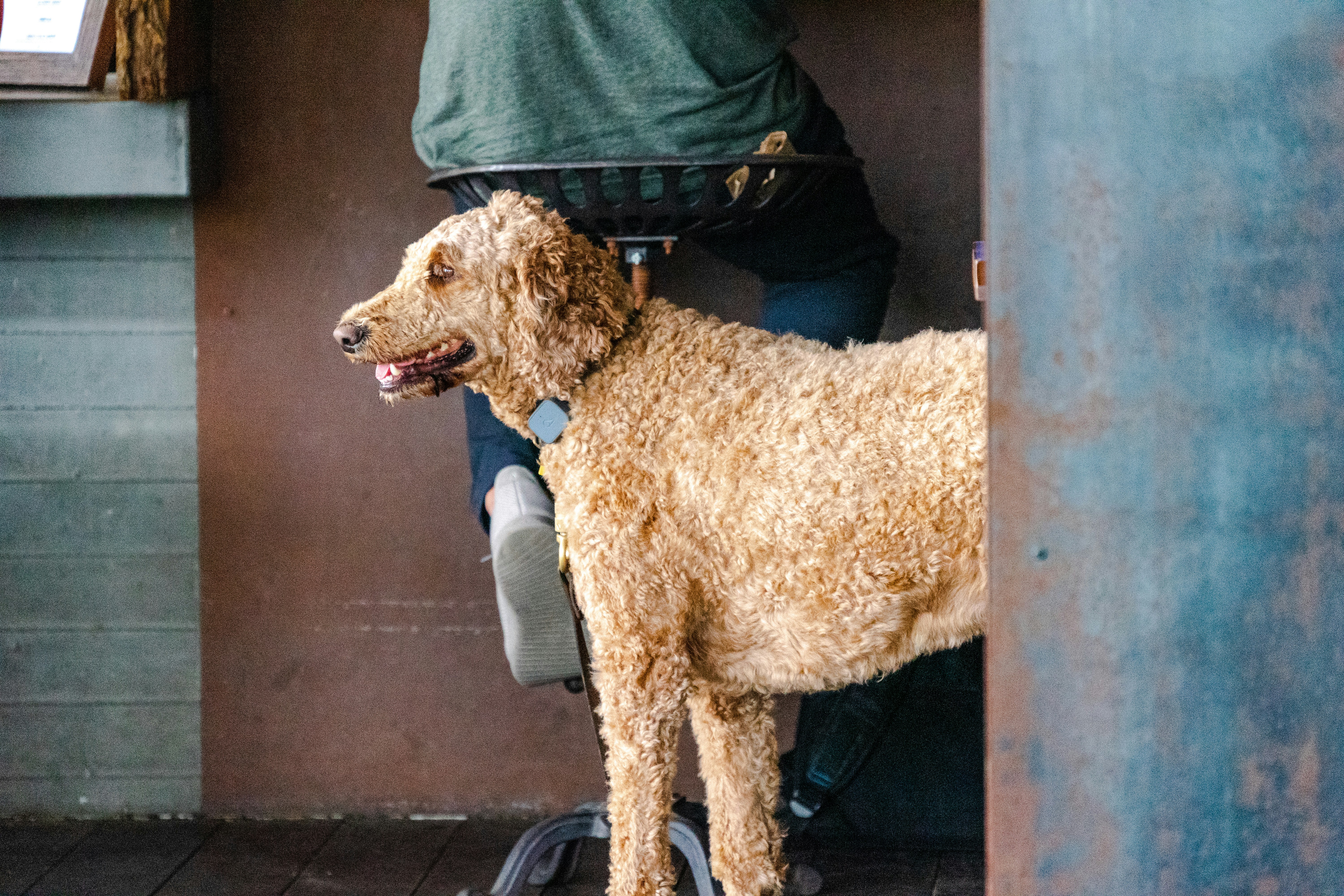 shallow focus photo of long-coated brown dog
