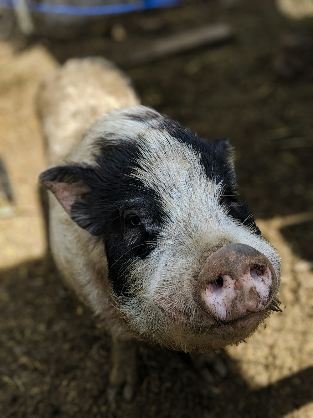 white and black pig on ground