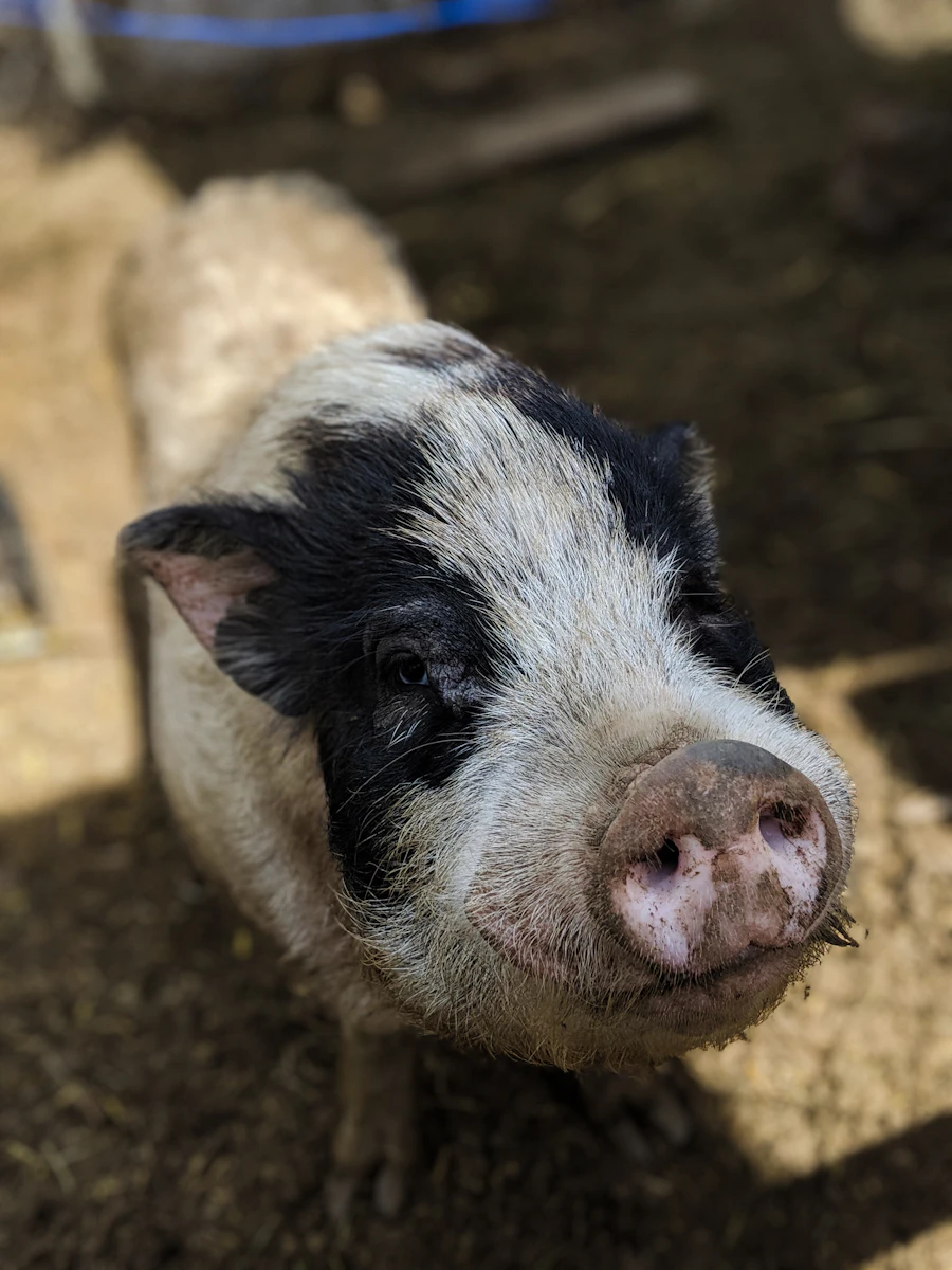 Hampshire Cross pig at Cefaan Farms piggery