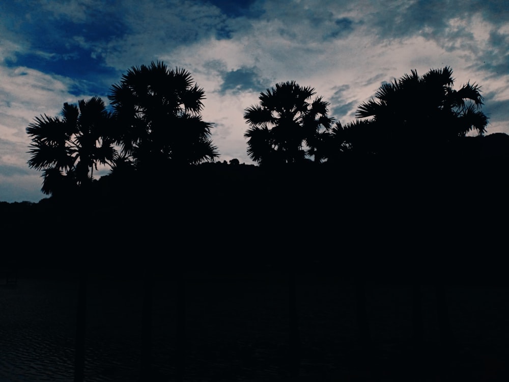 silhouette of trees under cloudy sky