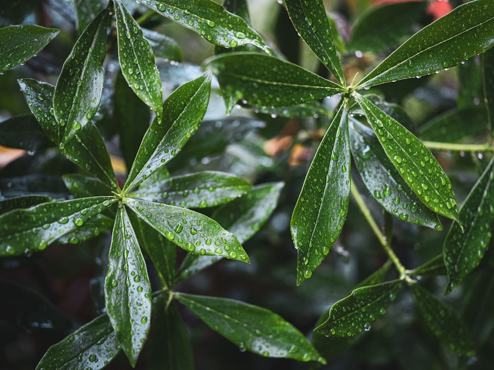 green-leafed plant in close-up photography