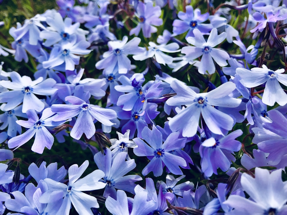 field of purple flowers