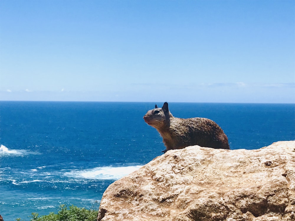 a small animal sitting on top of a large rock