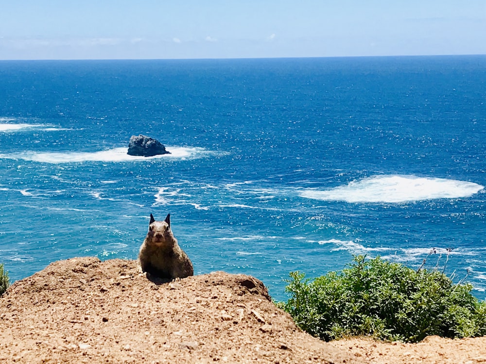 Esquilo marrom em um penhasco da montanha com fundo azul do oceano
