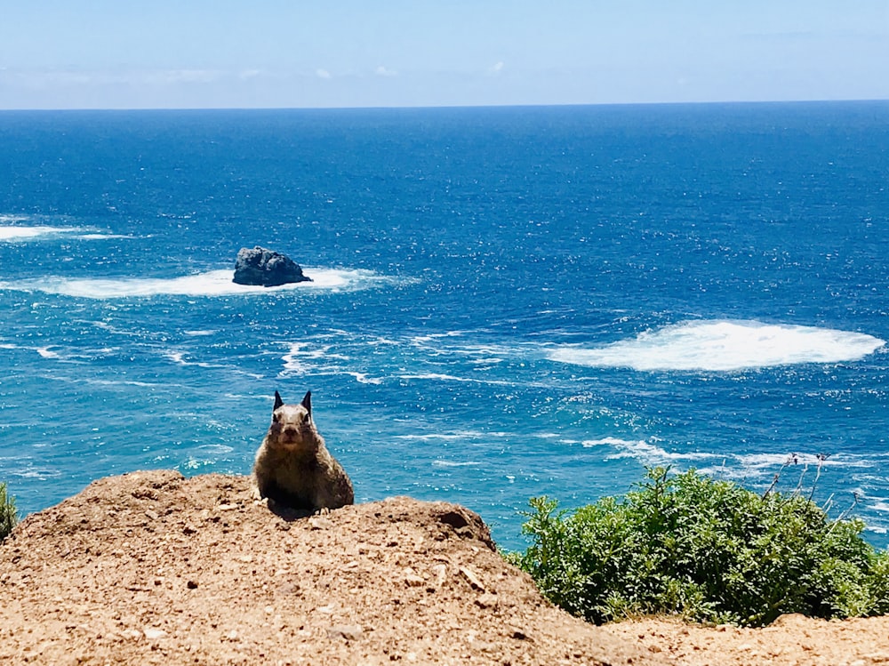 brown squirrel on a mountain cliff with blue ocean background