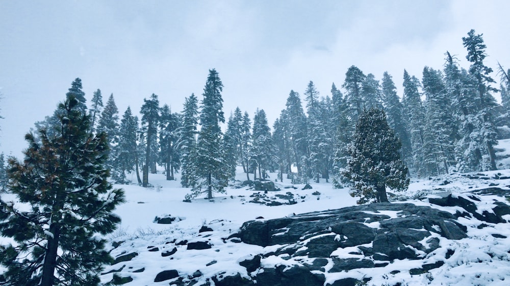 tree on snow