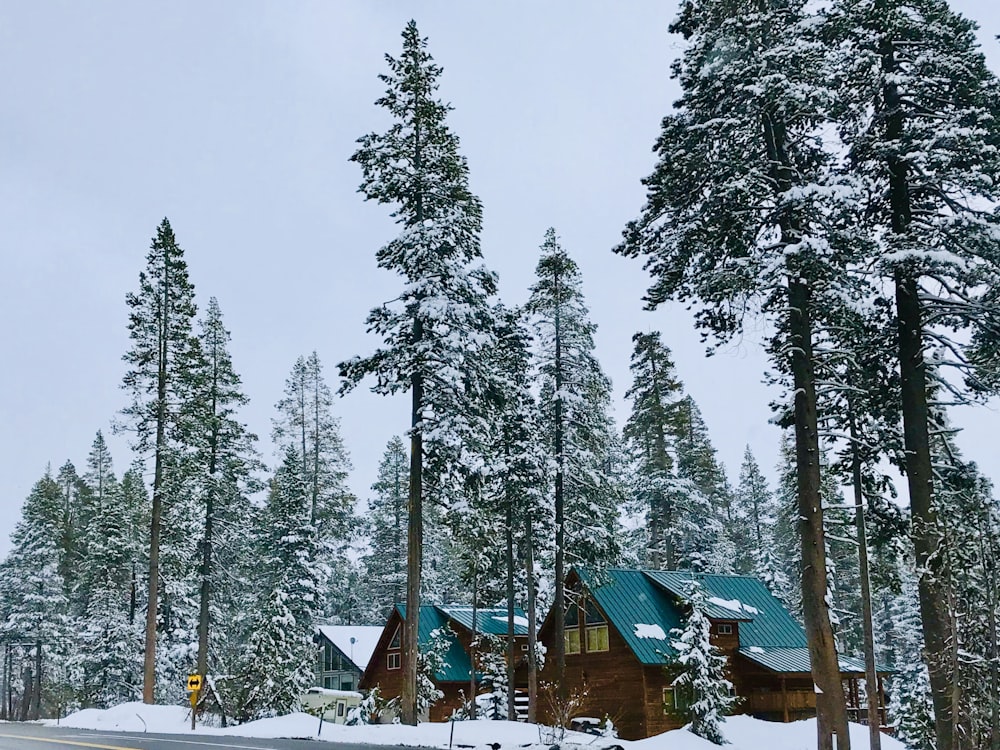 houses surround with pine trees