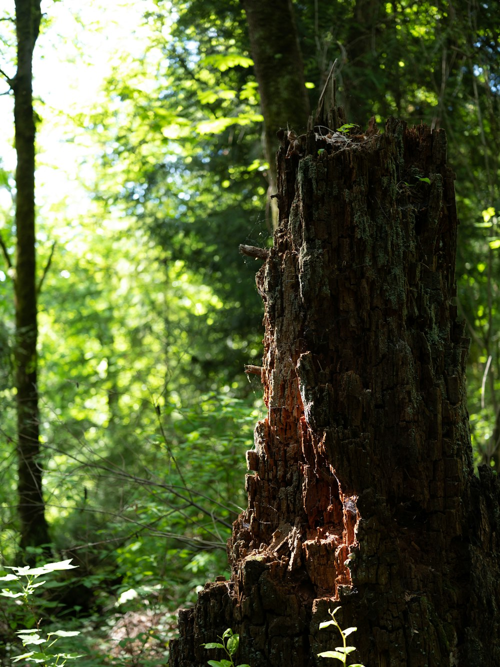 brown tree trunk during daytime