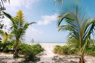 pathway between palm trees leading to the sea