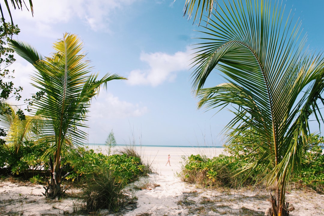 pathway between palm trees leading to the sea,