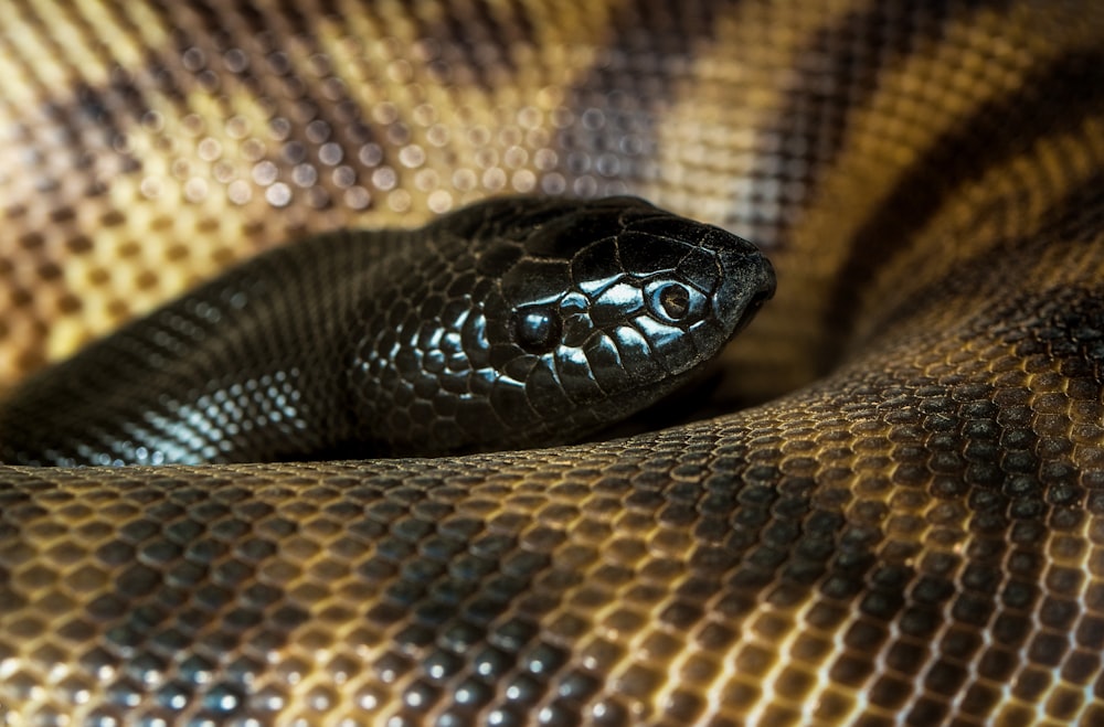 close-up photography of brown snake