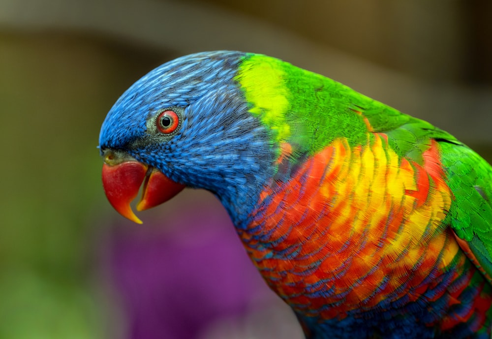 Uccello giallo, blu, rosso e verde nella fotografia ravvicinata
