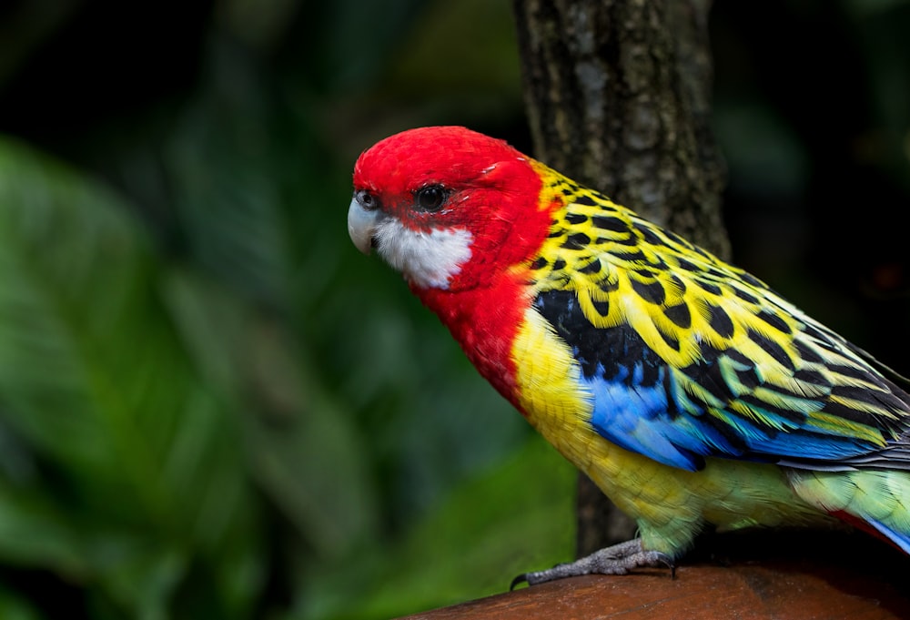 oiseau rouge et jaune