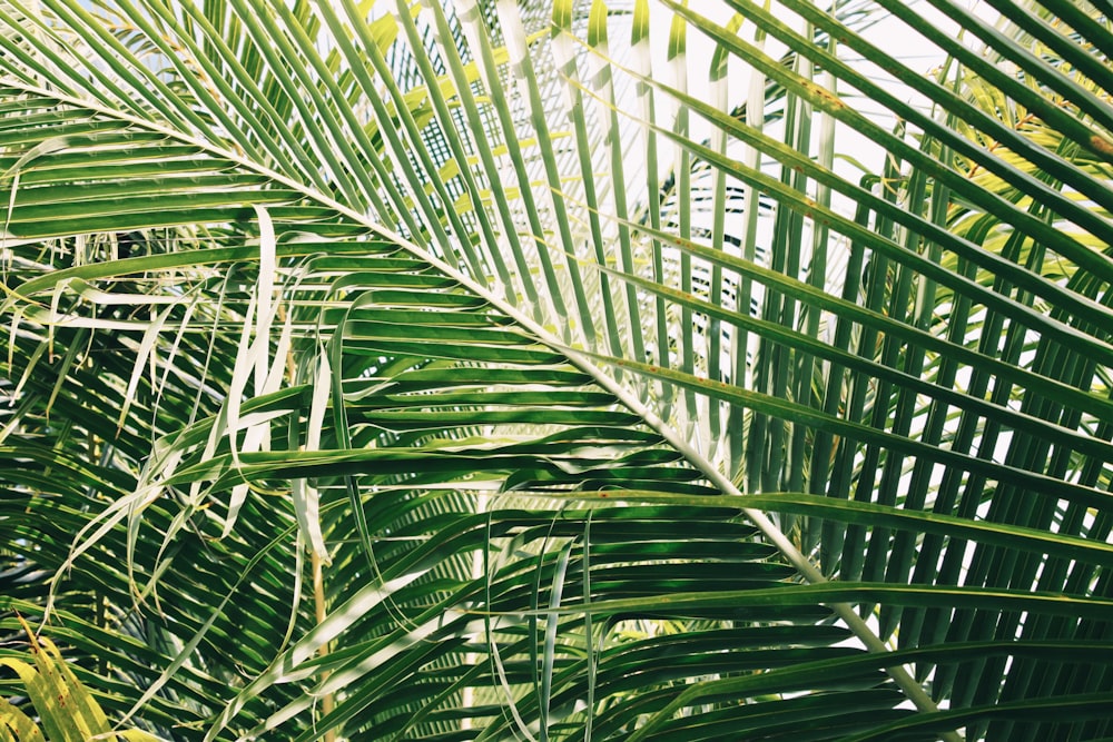 green coconut tree