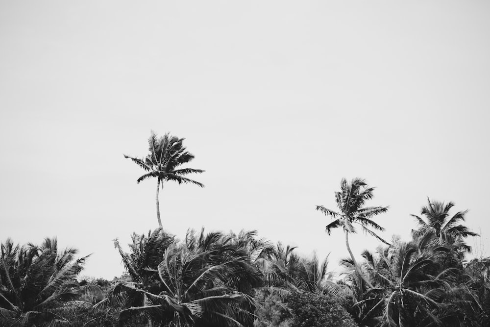 grayscale photography of coconut trees