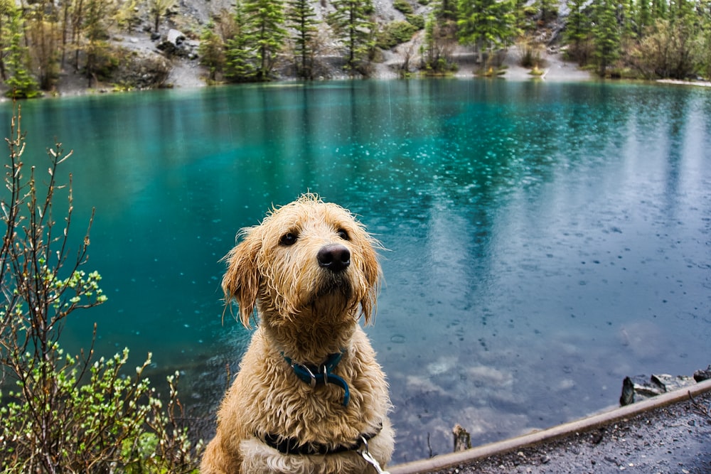 pet dog near body of water, labradoodle