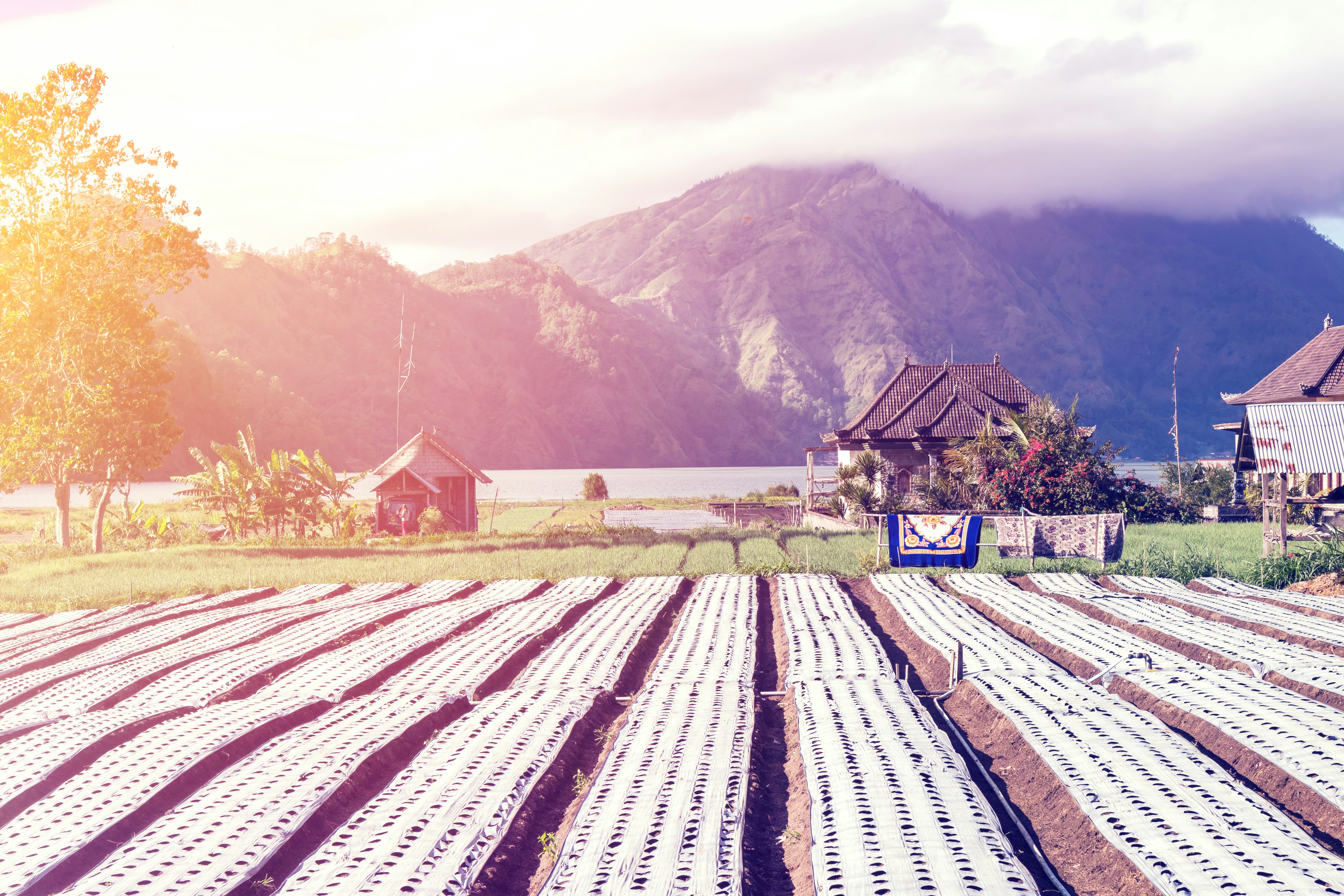 Farm Fresh Organic Produce Box