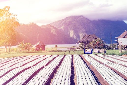 A beautiful rural landscape featuring cultivated rows of earth covered with plastic sheets in the foreground. Traditional houses with sloping roofs are visible near the center, surrounded by lush greenery and set against a backdrop of rolling hills and a shimmering lake. The scene is bathed in warm, golden sunlight, creating an idyllic and serene atmosphere.