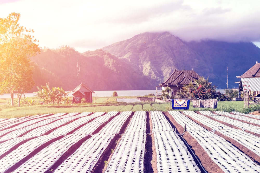 landscape photography of plantation beds on a mountain slope