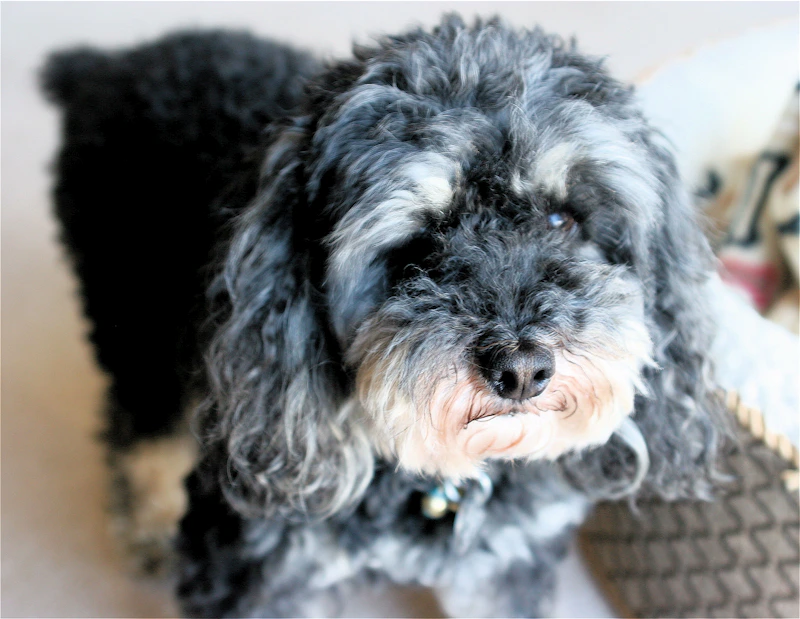 Basic Obedience Dog Commands Every Dog Should Know (Practical Obedience Training Guide)