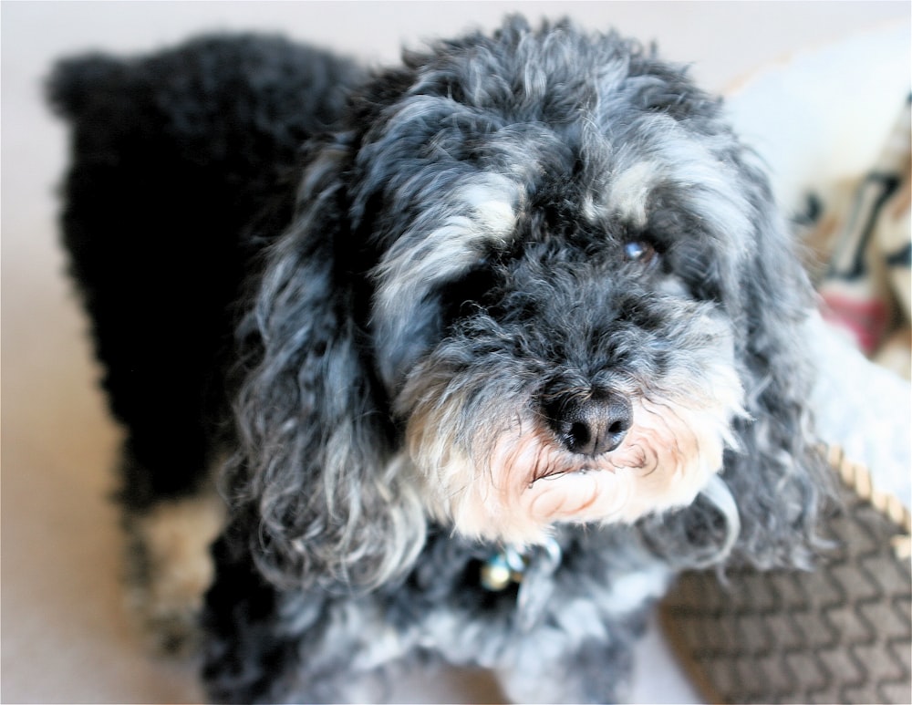 long-coated grey dog