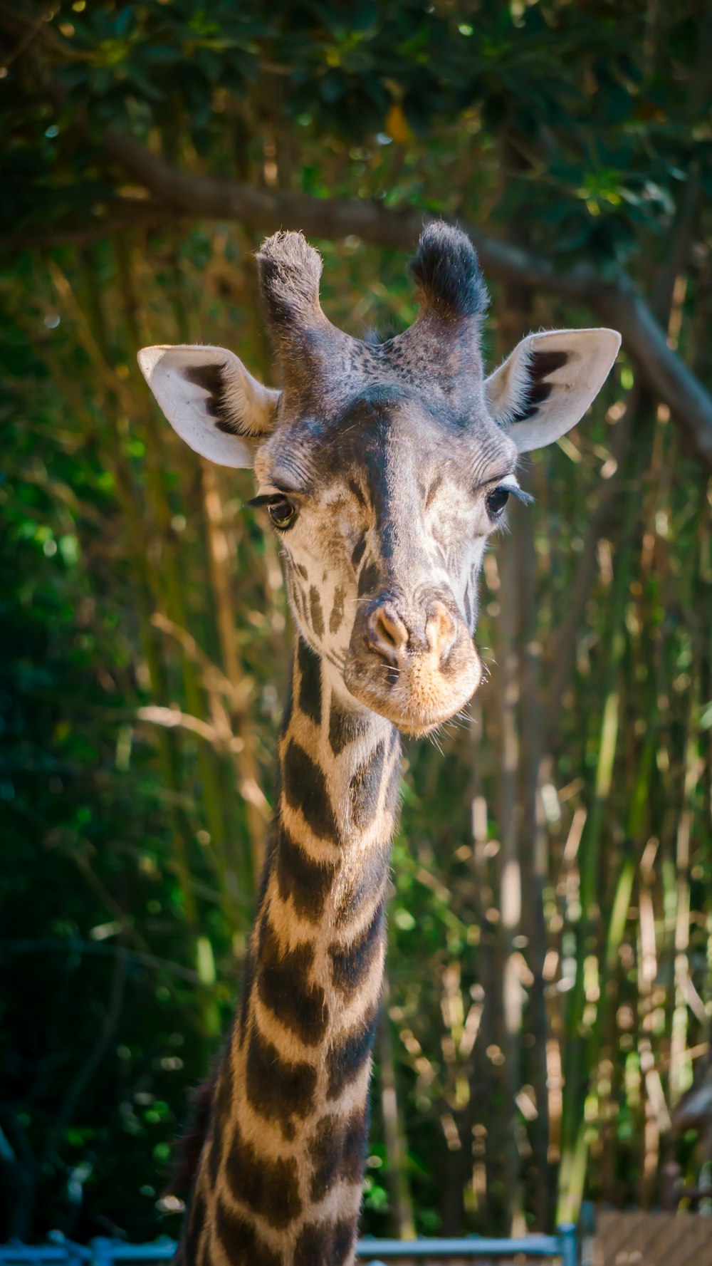 closeup photography of giraffe