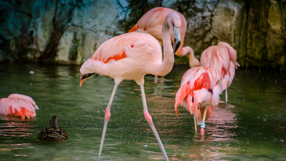 Diversi uccelli fenicottero rosa sullo specchio d'acqua