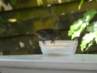 Hand sprinkling mineral-rich natural supplements into a bird's feeding bowl.