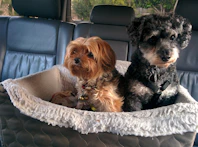 pet hair cleaning hamilton