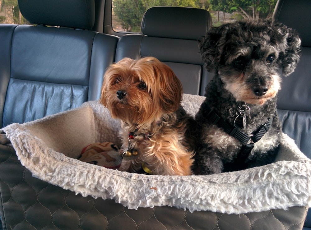 차 안의 애완 동물 침대에 두 마리의 개