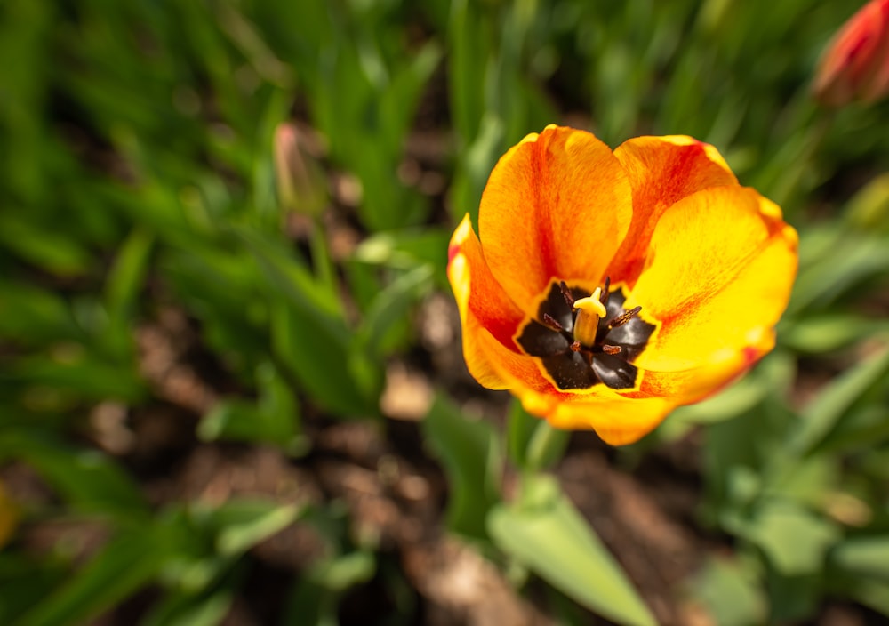 yellow tulips