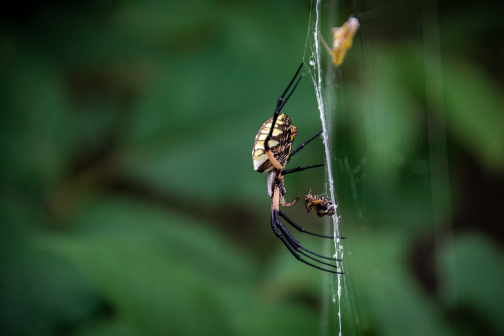 brow spider on web