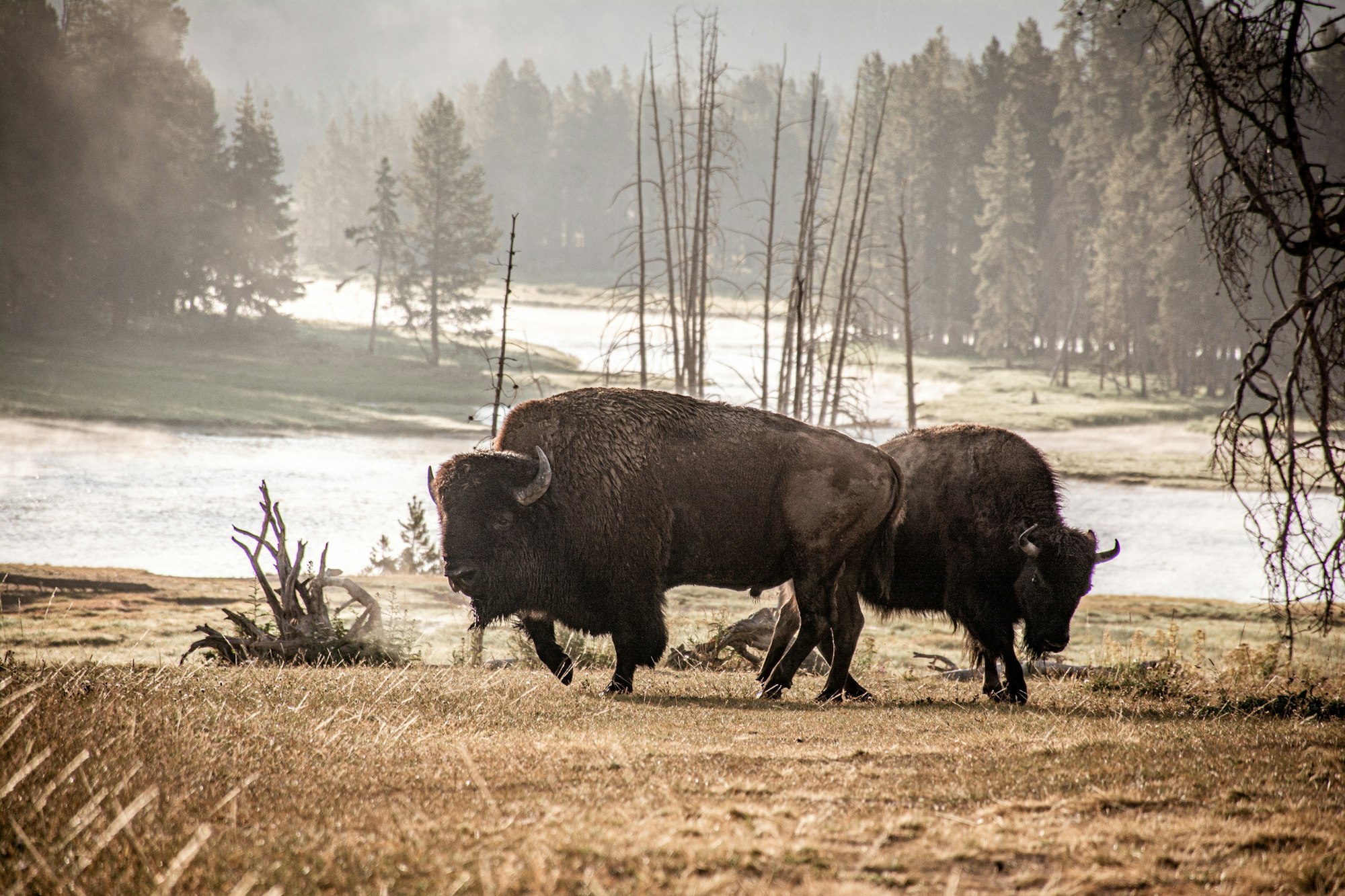 The Curious Case of North American Horses