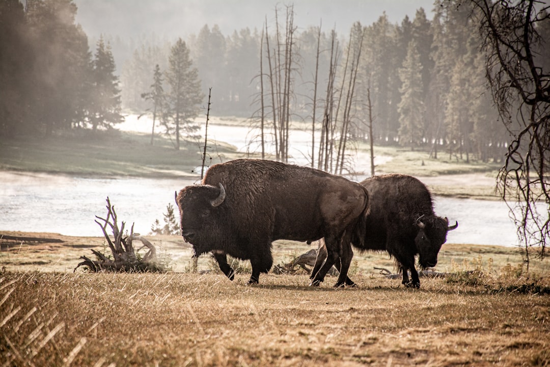two bison in yellowstone in winter