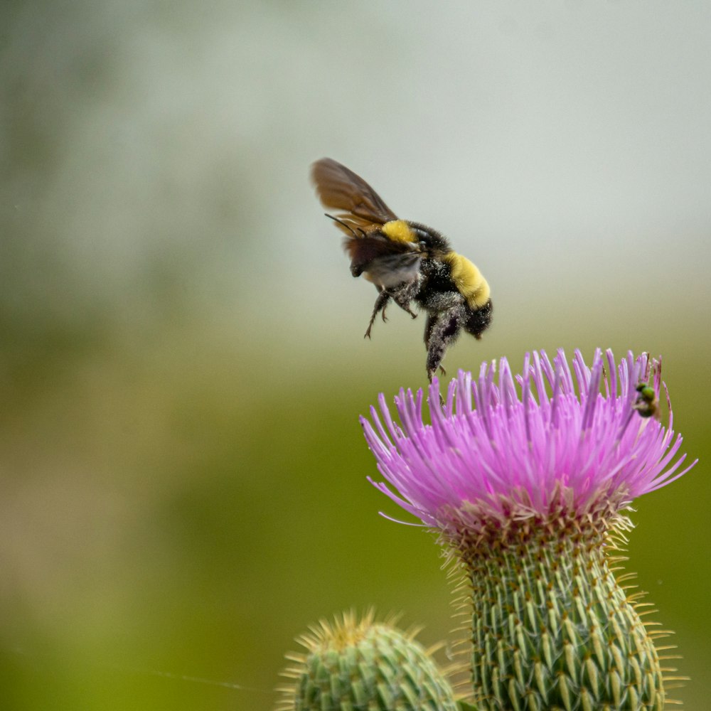 bee pearching on purple flower