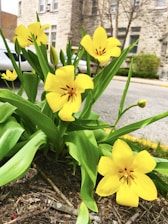 Volunteers planting a pollinator garden in a sunny urban neighborhood.