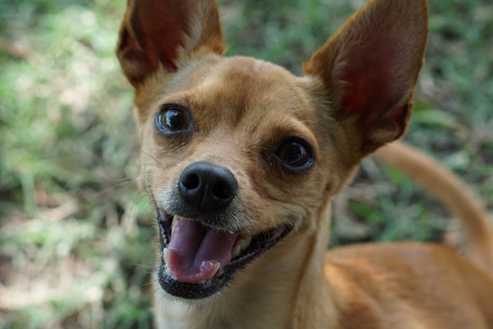 adult brown chihuahua