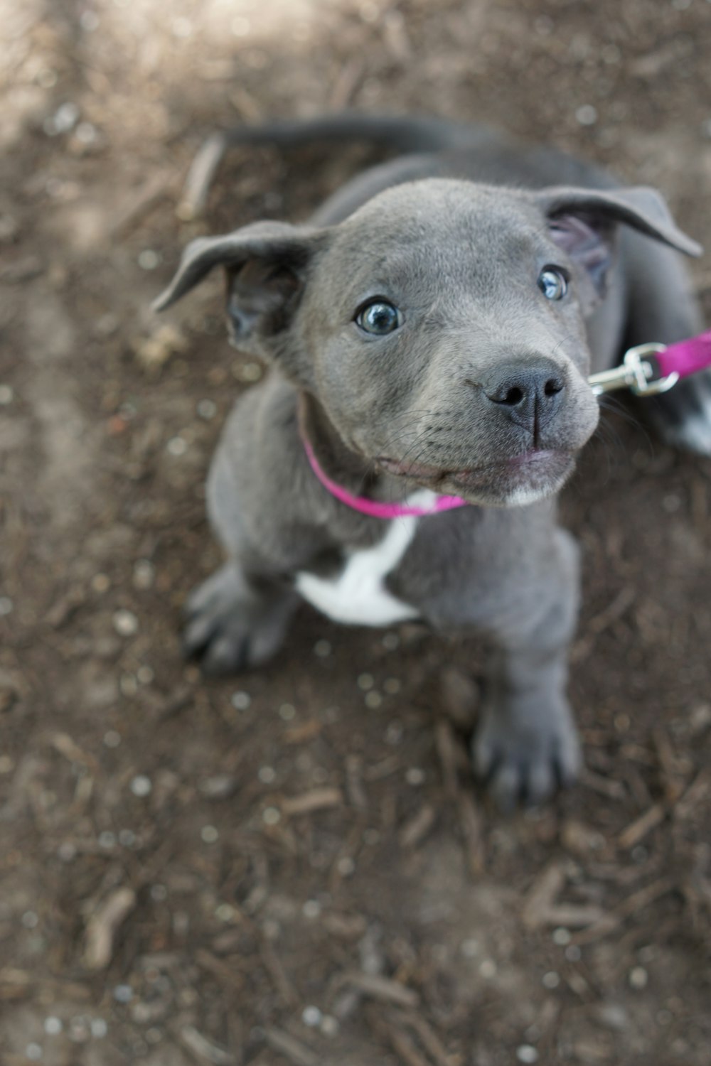 selective focus photography of Pitbull puppy