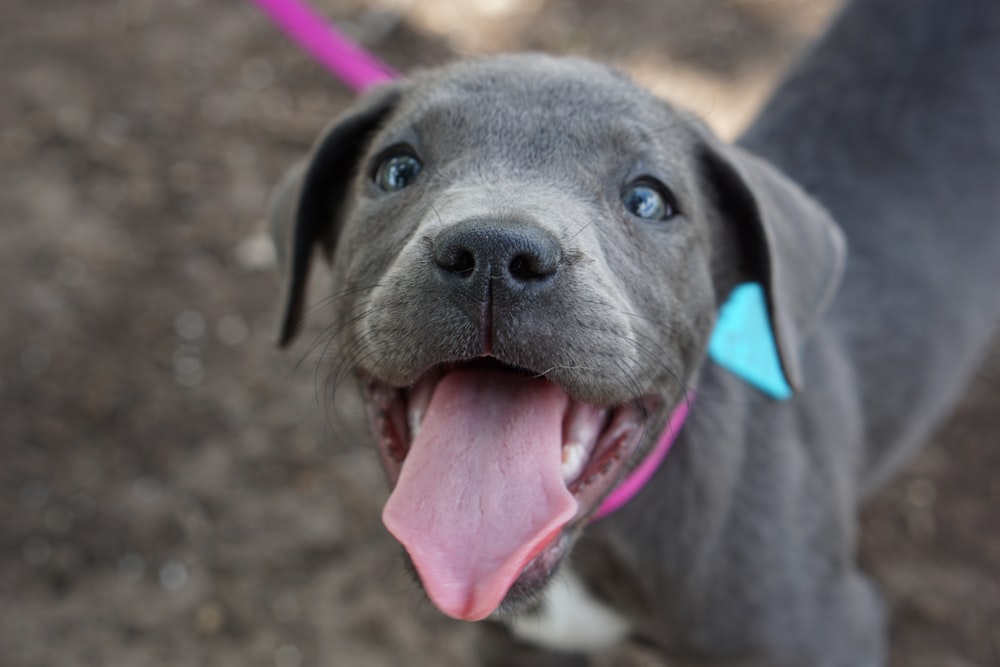 short-coated gray puppy