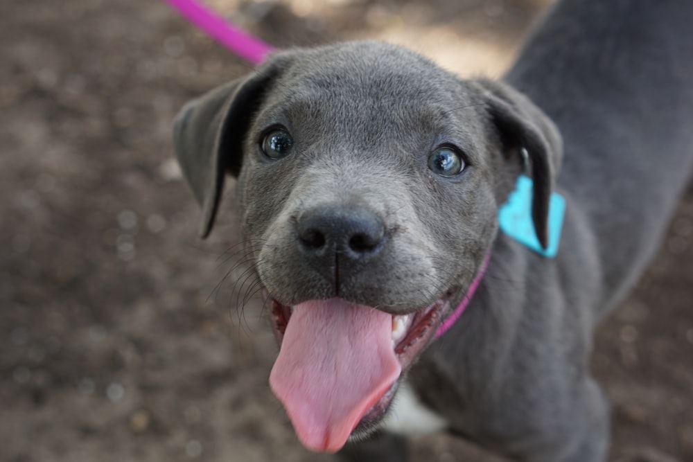 pet puppy with leash