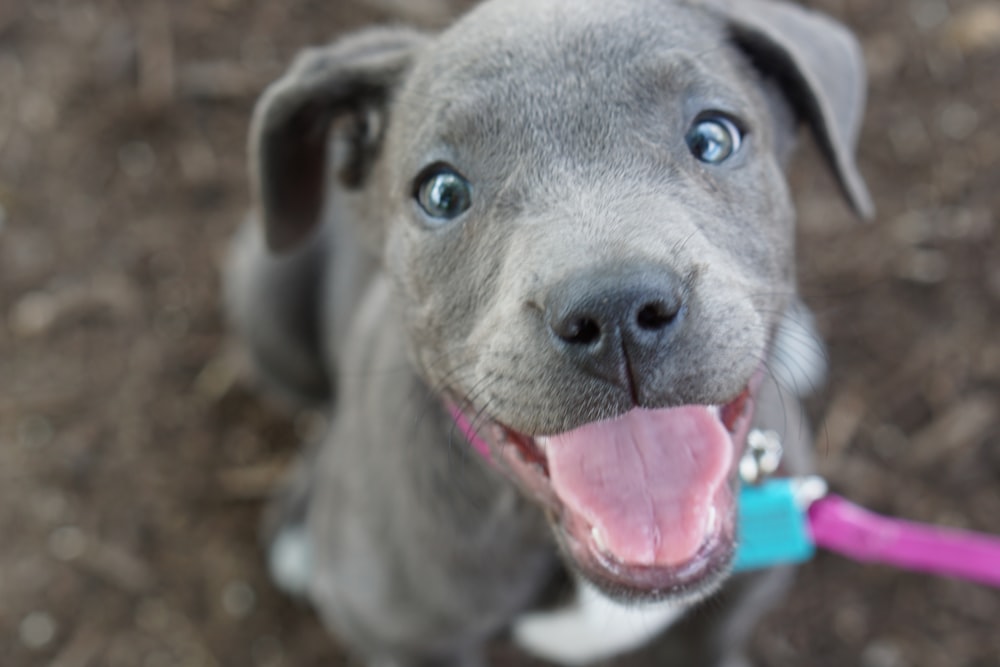 macro photography of gray dog on ground