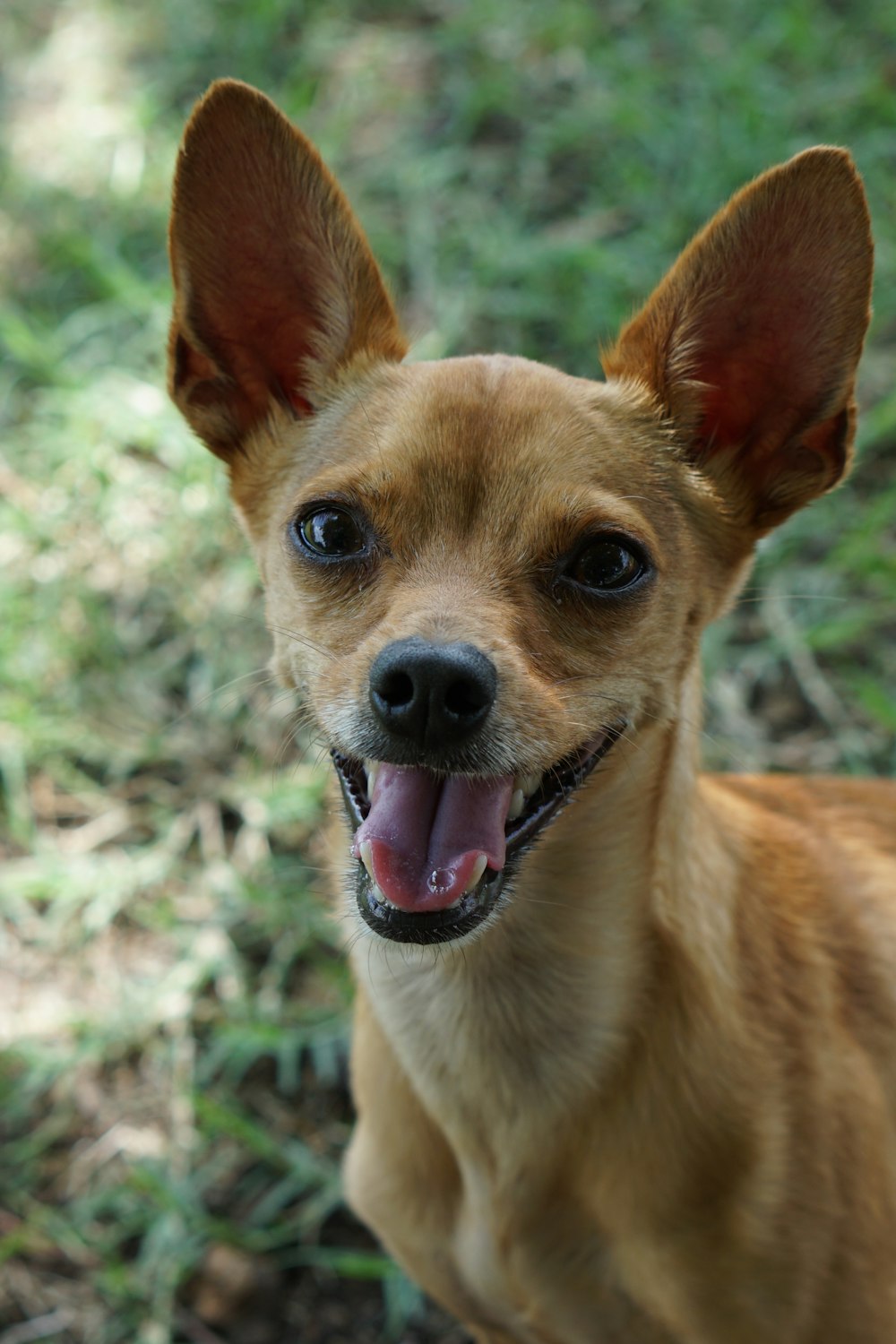 beige chihuahua