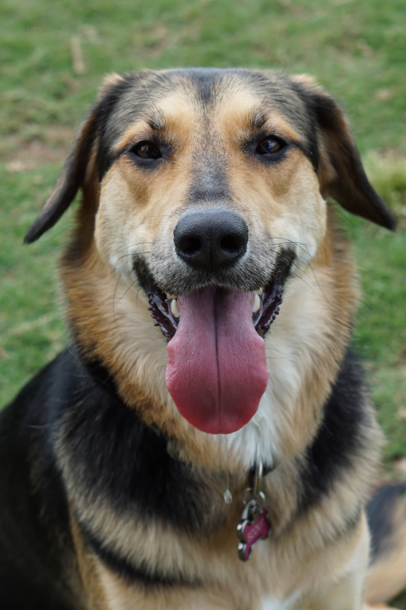 Real dog wearing a collar outdoors