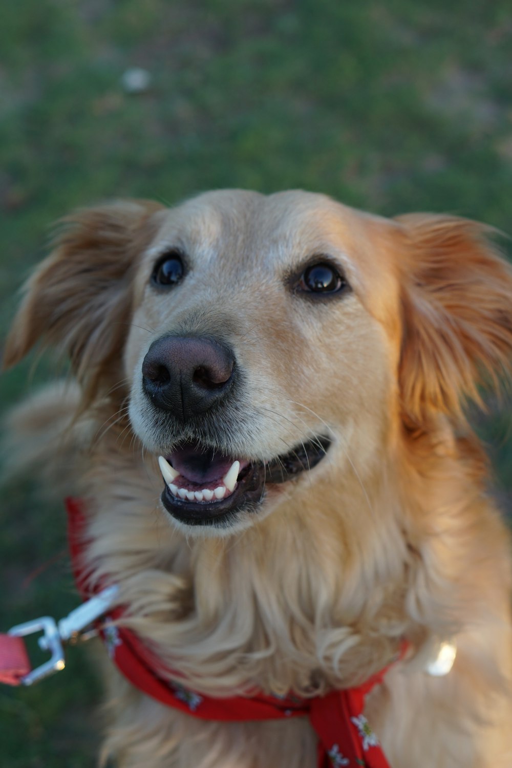 adult golden retriever