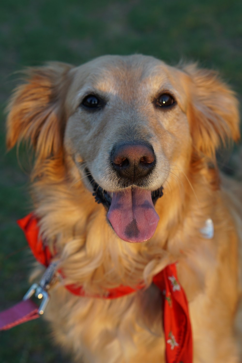 adult golden retriever in close-up photography