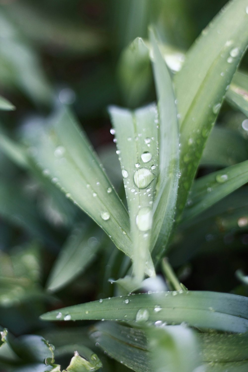 Wassertau auf grünem Blatt