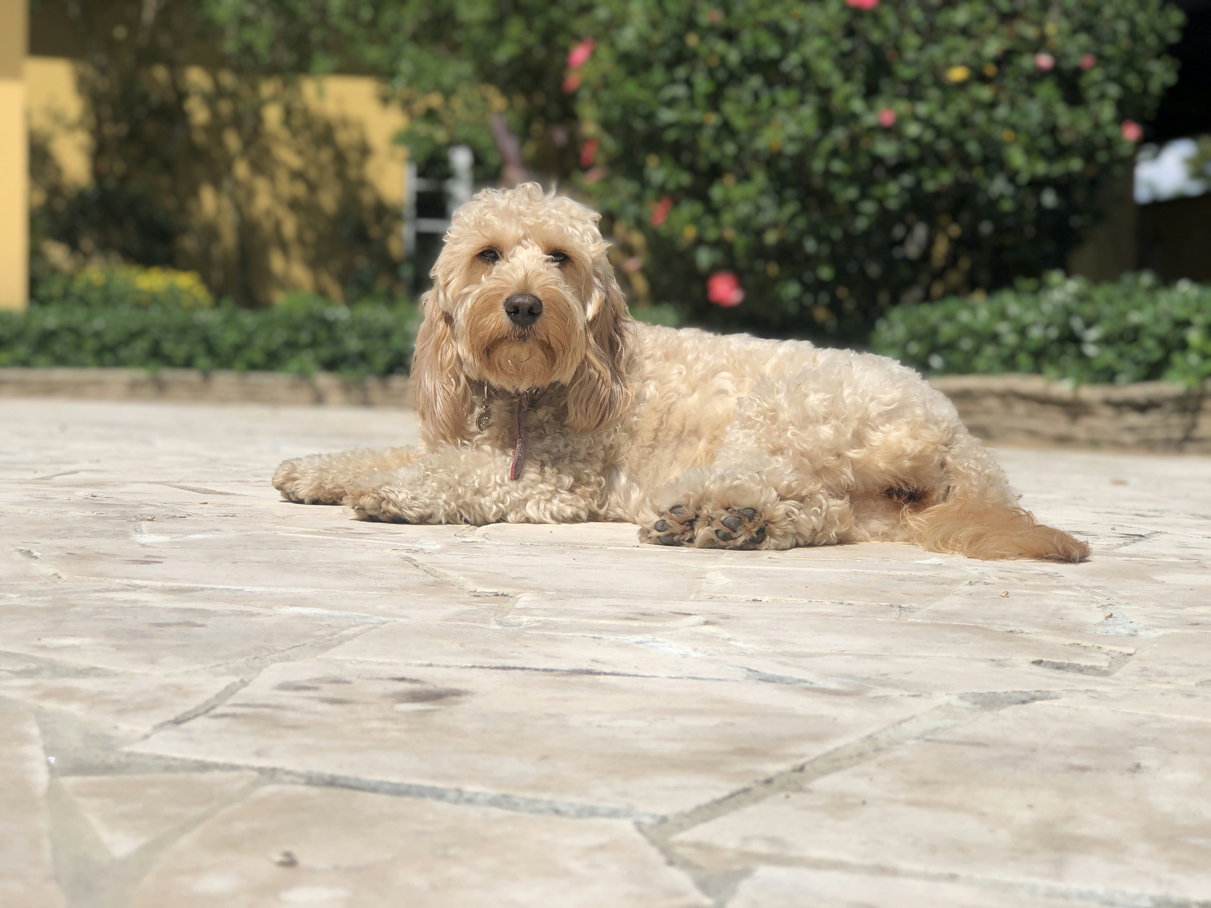 cane marrone sdraiato sul pavimento